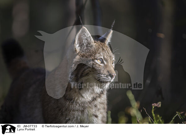 Lynx Portrait / JM-07733