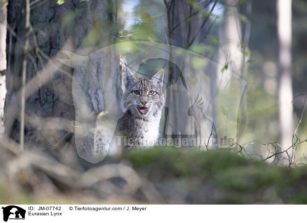 Eurasian Lynx / JM-07742