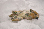 lynx in snow
