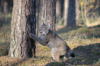 Lynx climbs on tree