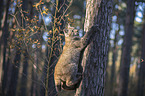 Lynx climbs on tree