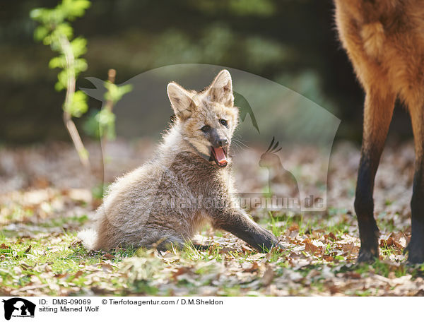 sitzender Mhnenwolf / sitting Maned Wolf / DMS-09069