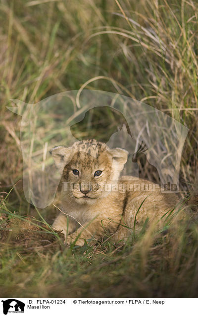 Masai lion / FLPA-01234