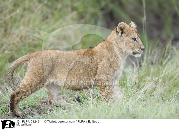 Masai lions / FLPA-01246