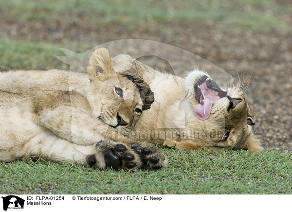Masai lions / FLPA-01254