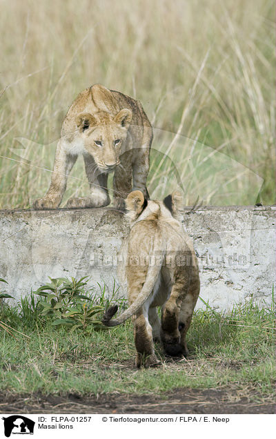Masai lions / FLPA-01257