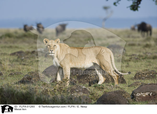 Masai lion / FLPA-01260