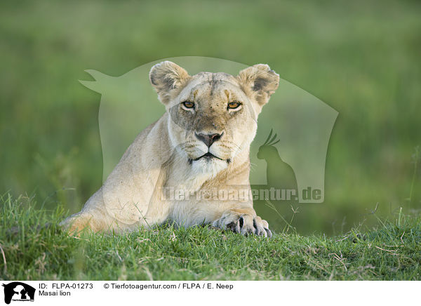 Masai lion / FLPA-01273