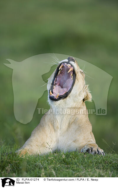 Masai lion / FLPA-01274