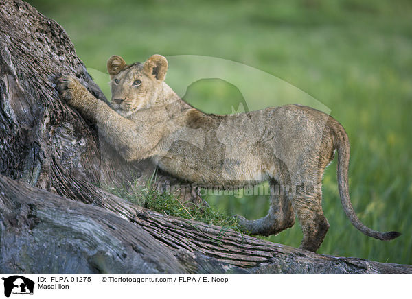 Masai lion / FLPA-01275