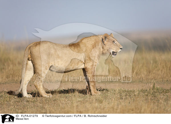 Masai lion / FLPA-01279
