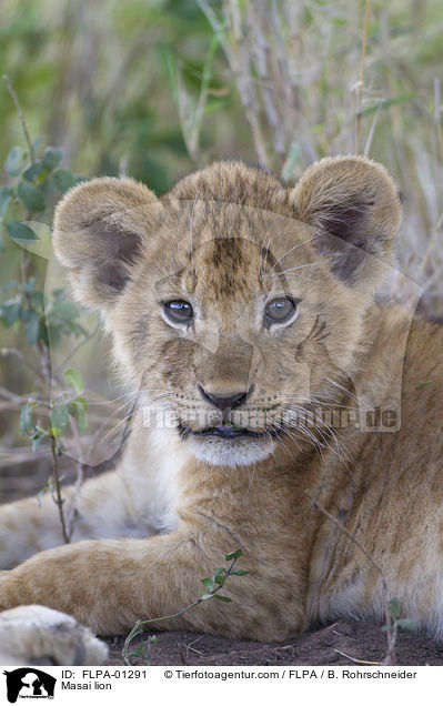 Masai lion / FLPA-01291