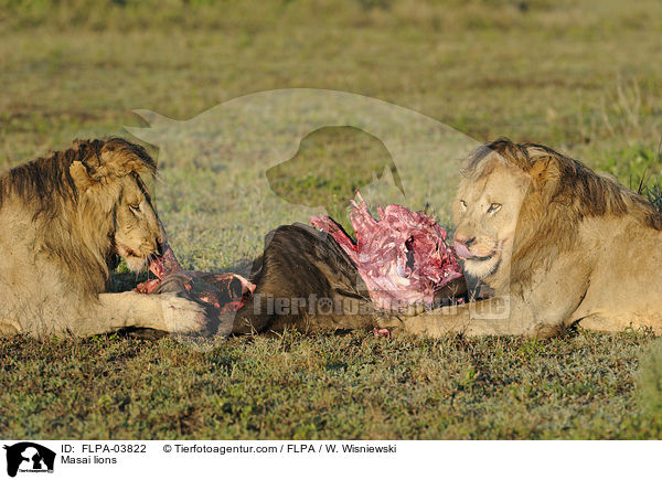Masai lions / FLPA-03822
