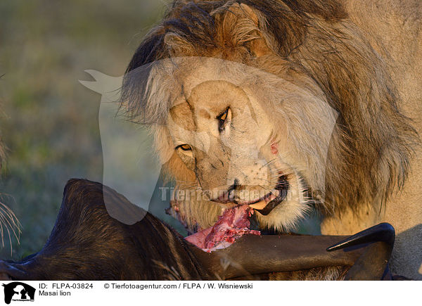 Masai lion / FLPA-03824