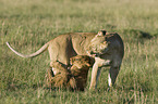 Masai lions