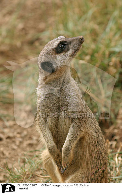 meerkat / RR-00267