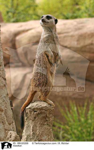 meerkat / RR-00268