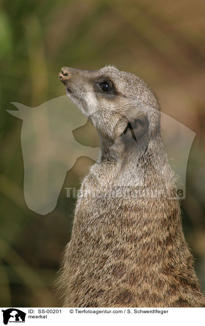 meerkat / SS-00201