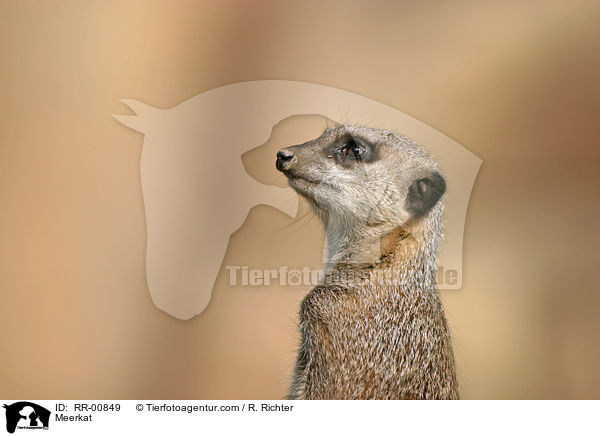 Meerkat / RR-00849