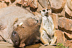 suricat and warthog