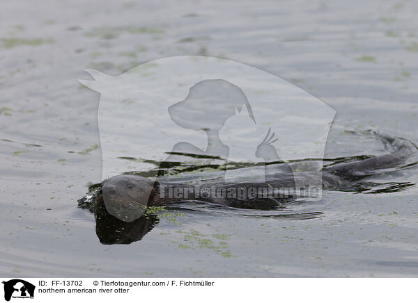Nordamerikanischer Fischotter / northern american river otter / FF-13702