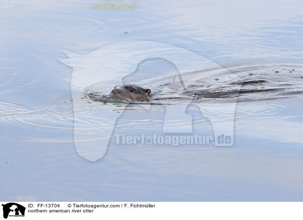 Nordamerikanischer Fischotter / northern american river otter / FF-13704