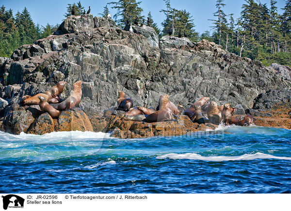 Steller sea lions / JR-02596