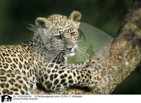 junger Persischer Leopard / young Persian leopard / FLPA-04138