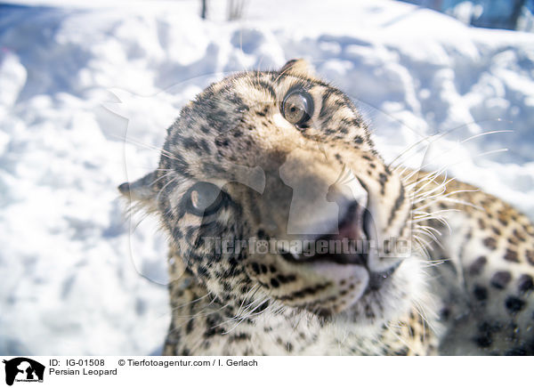 Persischer Leopard / Persian Leopard / IG-01508