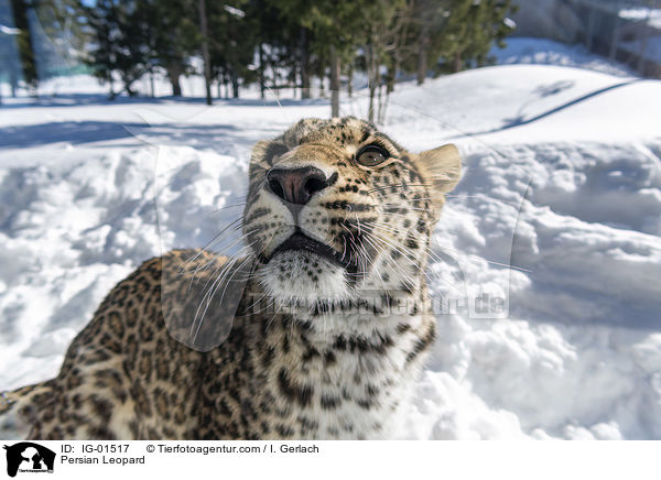 Persischer Leopard / Persian Leopard / IG-01517