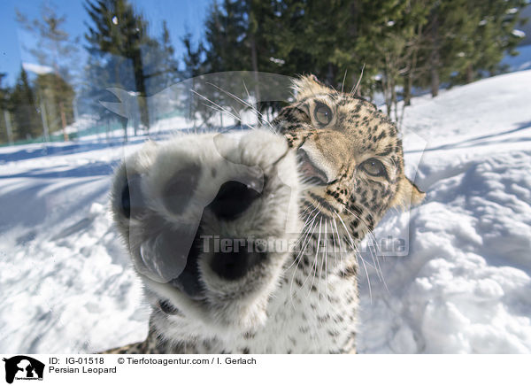 Persischer Leopard / Persian Leopard / IG-01518