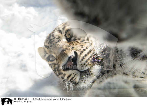Persischer Leopard / Persian Leopard / IG-01521