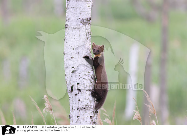young pine marten in the tree trunk / FF-11423