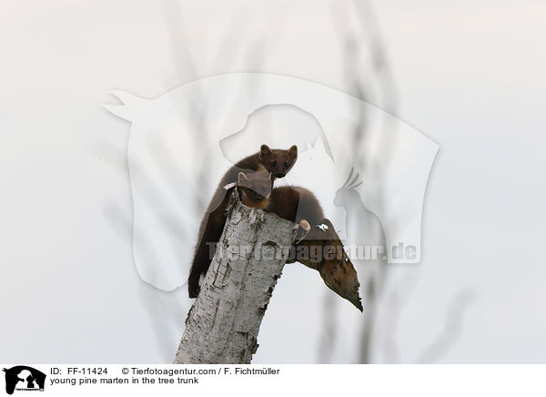 junger Baummarder im Baumstamm / young pine marten in the tree trunk / FF-11424