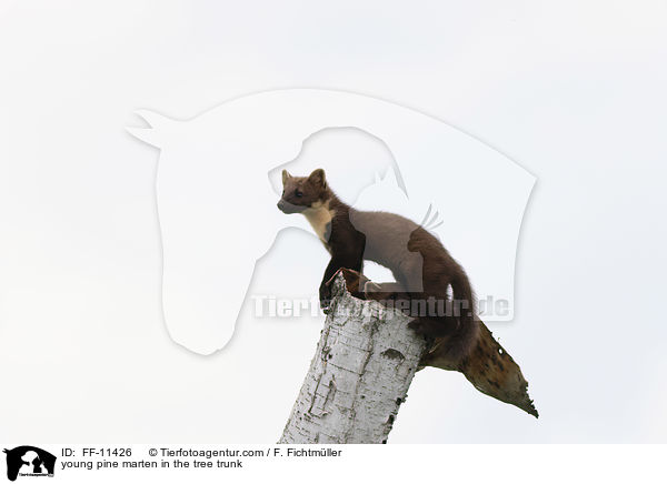 young pine marten in the tree trunk / FF-11426