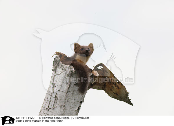 junger Baummarder im Baumstamm / young pine marten in the tree trunk / FF-11429
