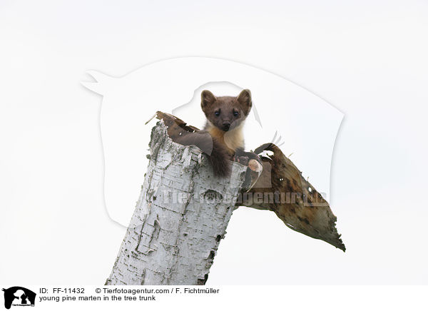 junger Baummarder im Baumstamm / young pine marten in the tree trunk / FF-11432