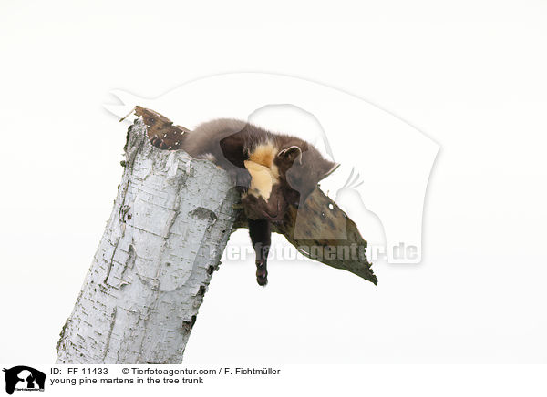 junge Baummarder im Baumstamm / young pine martens in the tree trunk / FF-11433