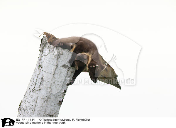 young pine martens in the tree trunk / FF-11434