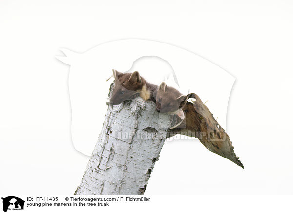 young pine martens in the tree trunk / FF-11435