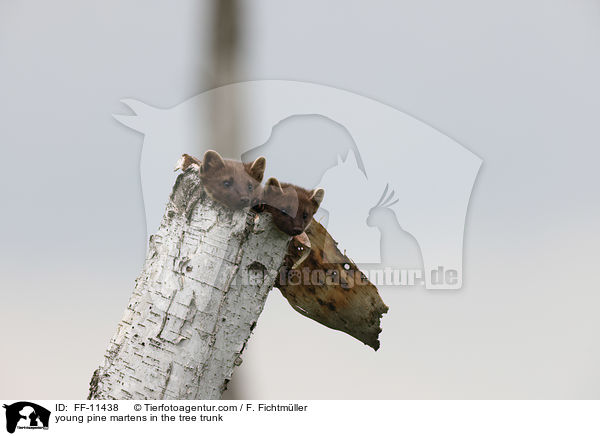 junge Baummarder im Baumstamm / young pine martens in the tree trunk / FF-11438