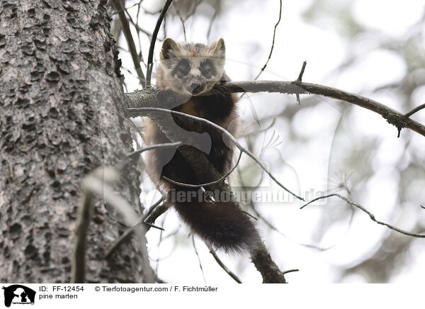 pine marten / FF-12454