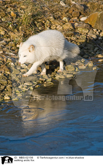 walking arctic fox / MBS-02156