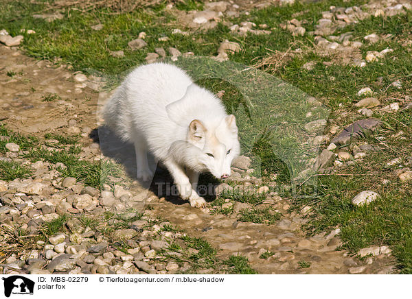 polar fox / MBS-02279