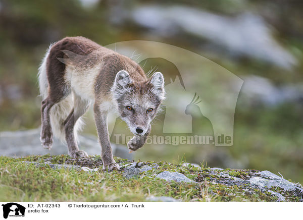 Polarfuchs / arctic fox / AT-02343