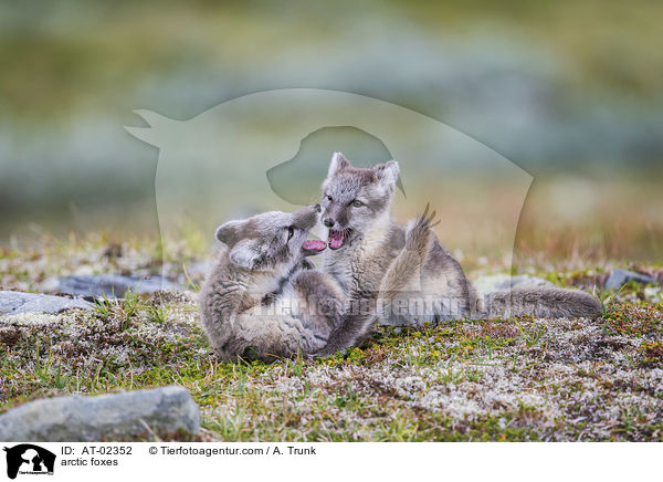 arctic foxes / AT-02352