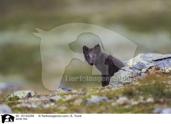 Polarfuchs / arctic fox / AT-02356