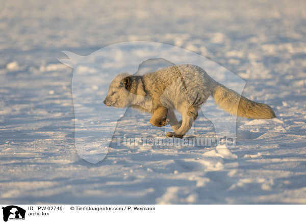 arctic fox / PW-02749