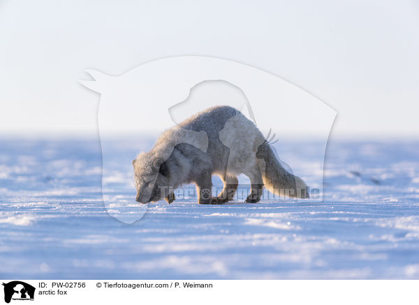 arctic fox / PW-02756