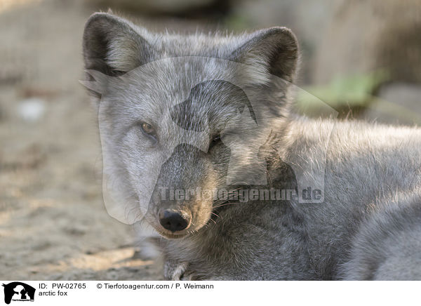 arctic fox / PW-02765